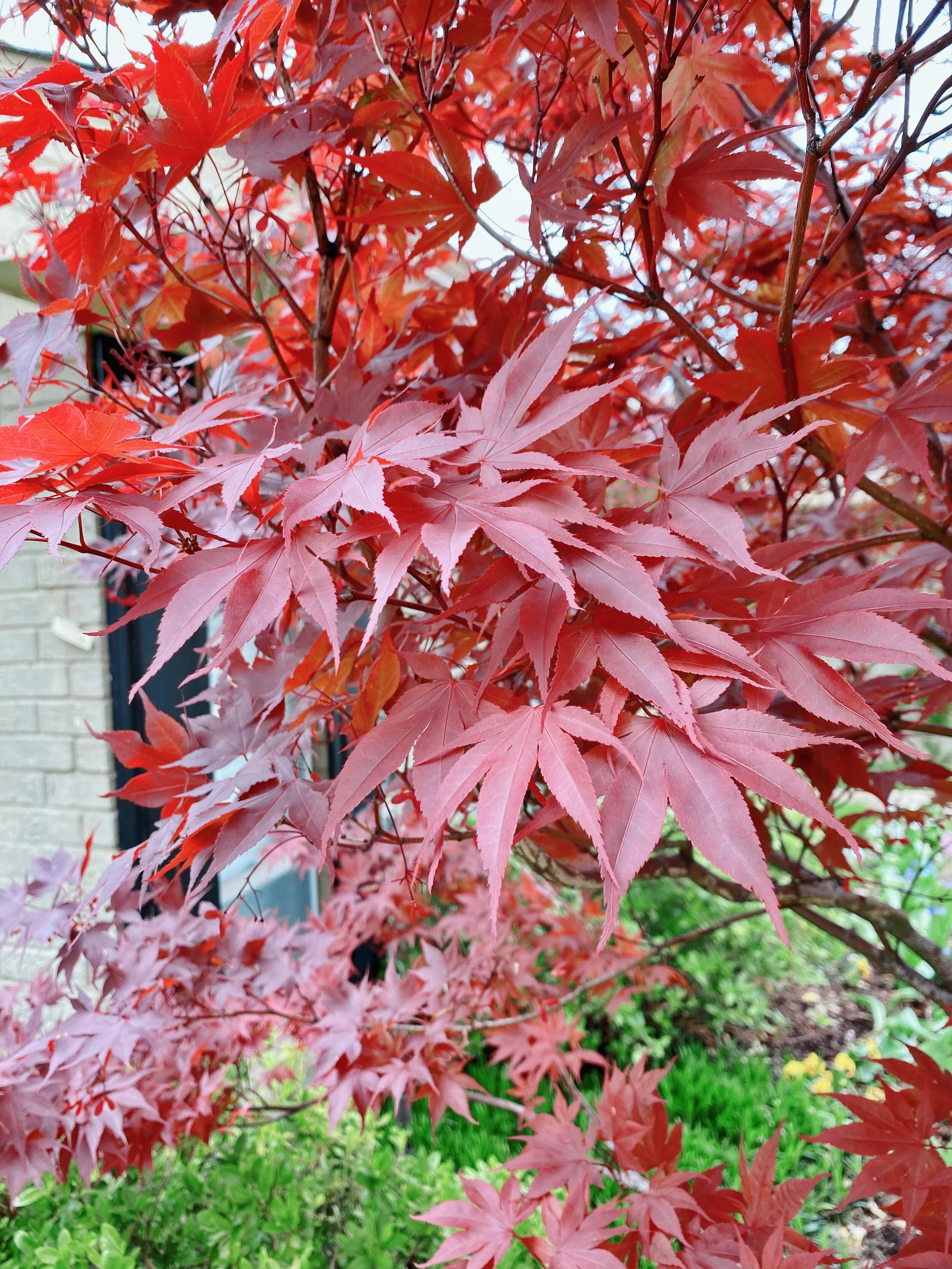 最安値正規品 CANOPUS M-1365 The Maple Crimson Fade LQ グロス